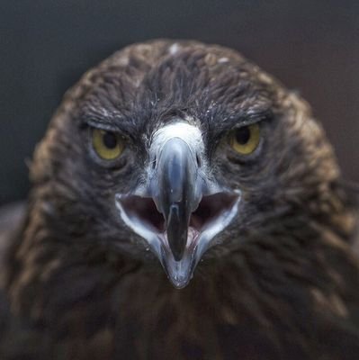 Informático aficionado a los vídeo juegos y a los mejores América, Real Madrid