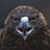 Jorge Felix (@jofebas) Twitter profile photo Jorge Felix (@jofebas) Twitter profile photo