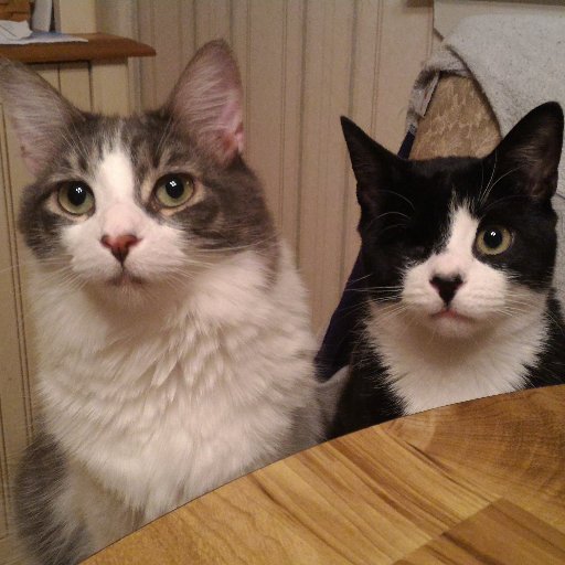 lissa1207's profile picture. I'm a sarcastic, logical, tech/science geek. I love animals, coffee, media and games. I have absolutely NO patience for drama or gossip.