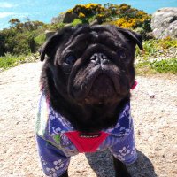 Tracey & Gladys (@traceysuckling) 's Twitter Profile