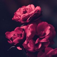 ام محمد (@h141bb) 's Twitter Profile