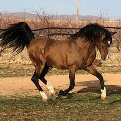 صور خيول عربية أصيلة منوعة تابعونا
👌🌹
خيول الأحواز - خيول الجزيرة العربية - خيول بلاد الشام -