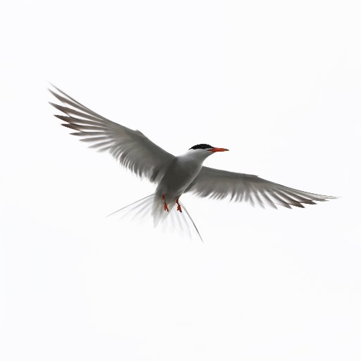 Common Tern Project