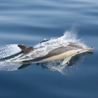 Whales and Wildlife (@atlanticwhales) 's Twitter Profile