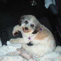 Laurel Griffin (@jamespixiegirl) 's Twitter Profile