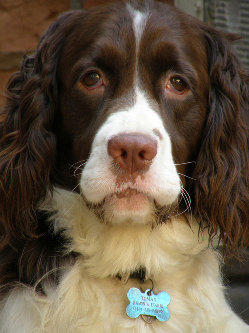 RamonEcarri Profile Picture