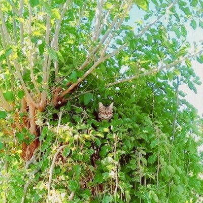 sevsarNYC's profile picture. 