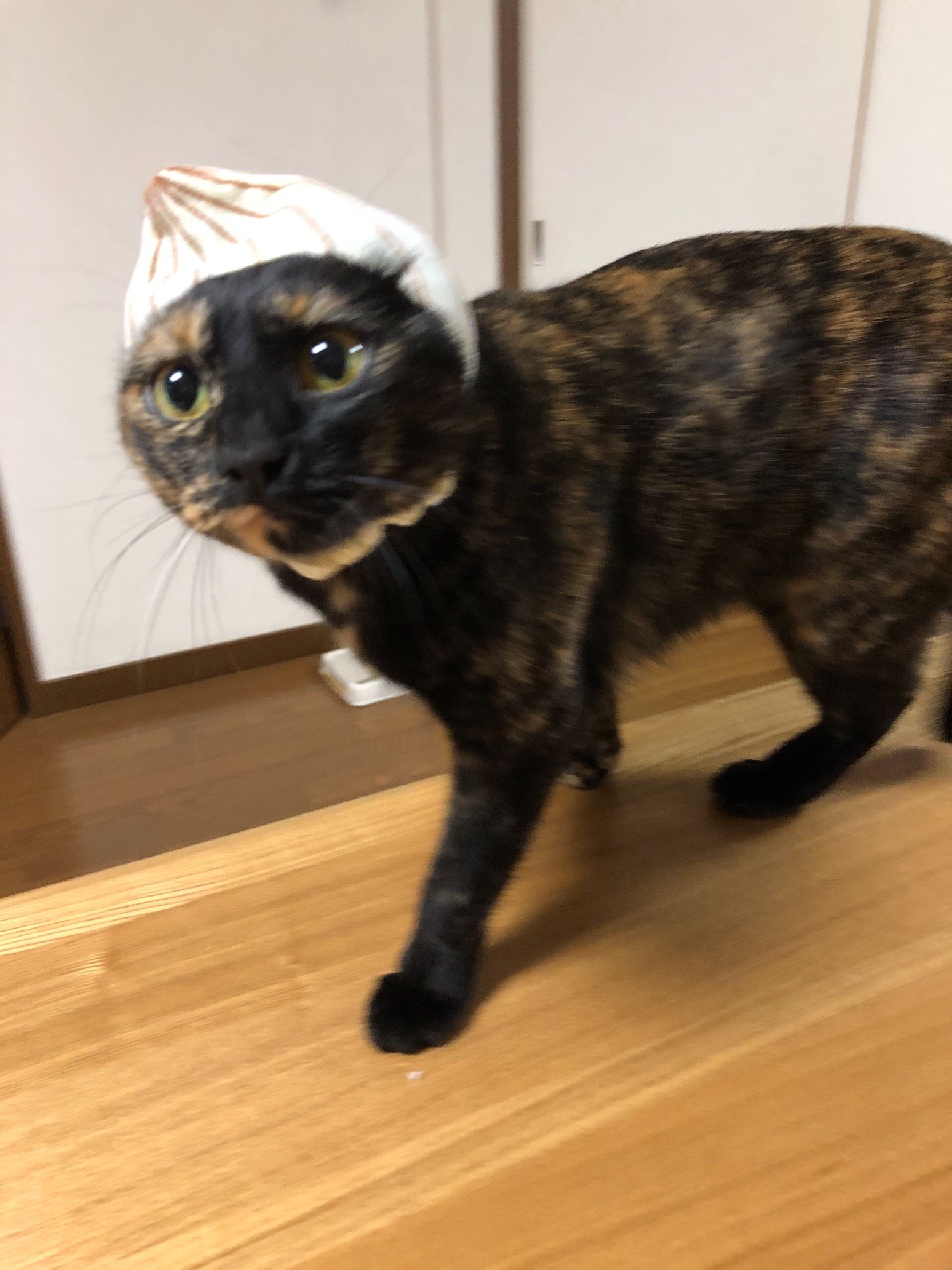 サビ猫みーこさんのプロフィール画像