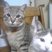 TCC@てぃしお麻雀ブロガー (@tccdasu) 's Twitter Profile