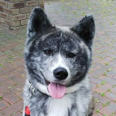 2016年の12月生まれ、秋田犬虎毛わかば🐶🎵
超甘えん坊な女の子。
映画グレイテストショーマン現在BTSほび推しソープホプミンオルペン(*≧∀≦*)
釜山コン映画はまり中