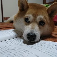 緑内障 闘病中 柴犬 一五 いちご 猫の膀胱炎 完治はないみたいですが 今の様子 猫 膀胱炎 血尿 頻尿 T Co Rynolv5g7n