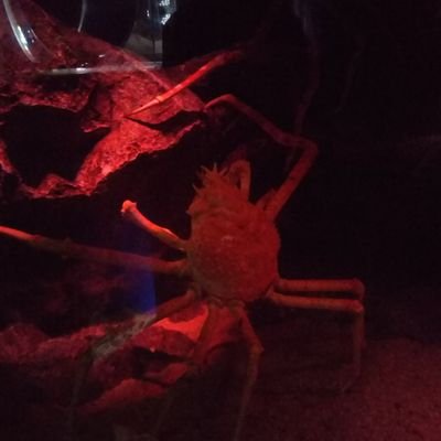 con1den9sa52's profile picture. 以前は奈良盆地の高専行ってた。今は湖のほとりでなんやかんややってる。プログラムわからない。回路できない。勿論機械もダメ