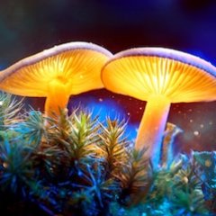 Alien Fungi