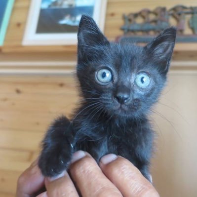 qio_oip's profile picture. 歌舞伎好き（高麗屋と中村屋推し）。食べ物投稿多めのぬこ飼い。過保護。