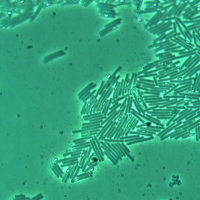 Research group consisting of members from @UniversityLeeds @LeedsMedHealth @LTHTrust and @PHE_uk #Cdiff #gutmodel #infection #IPC #microbiome #AMR