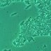 Healthcare Associated Infection Research Group (@hcaileeds) Twitter profile photo