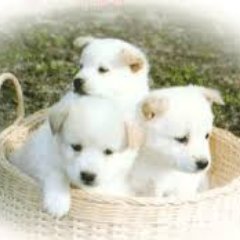 100犬種以上のおもしろ動画やかわいい動画を毎日配信してます。無言フォロー・いいね★しちゃいます💛 
あなたの見たい動画がきっと見つかる💕
＃いぬ部動画　＃犬動画　＃癒し動画