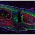 Alayna Loiselle (@loisellelab) Twitter profile photo Alayna Loiselle (@loisellelab) Twitter profile photo