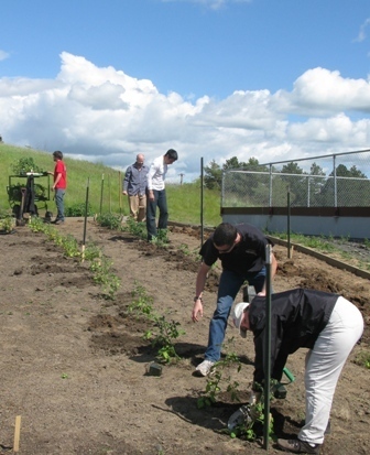 We are growing a People's Garden for Cool Season Food Legumes!