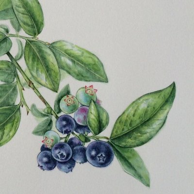 ホーリー On Twitter イチゴ バラ科 いちご美味しいですよね 葉っぱ付きのを描くのが好きなんですけど なかなかタイミングが合わないのです イチゴ 苺 ボタニカルアート 水彩画 植物画 イラスト