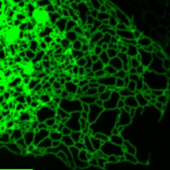 RaquelSGa's profile picture. 