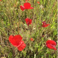 Julie White (@happyda92112986) 's Twitter Profile