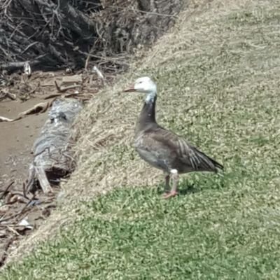 abadmoonarising's profile picture. 