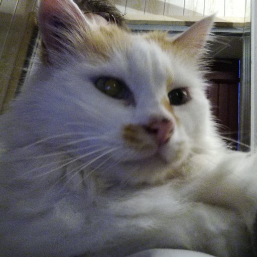 Skoliuz's profile picture. 