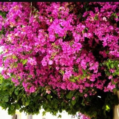 6al3atalbadr's profile picture. اخت القمر ،،بنت العز والشجاعة