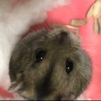 パパパンダ (@w0mkutt4mk0ivjs) 's Twitter Profile