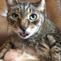 Keïth!🌈 🐾 Micker 😺 🐾 Miss P 😾 🐾(@KeitherKeith) 's Twitter Profile Photo