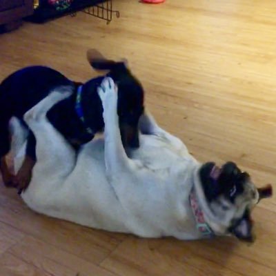 Driven2Bstrong's profile picture. pastafarian