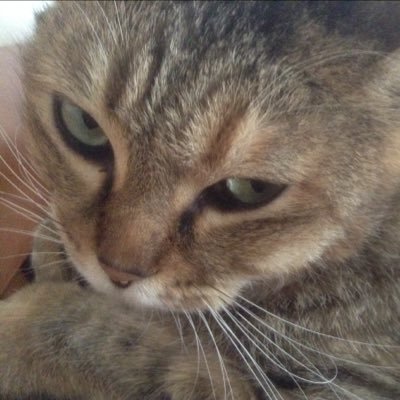 tatsuhiko1000's profile picture. 話芸写