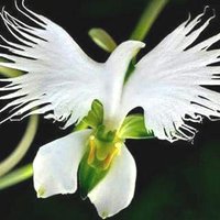 Vẻ Đẹp Lan Rừng (@vedeplanrung) 's Twitter Profile