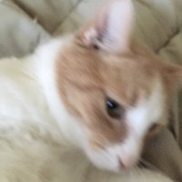 SAVELUCKYTHECAT (@giveluckyback) 's Twitter Profile