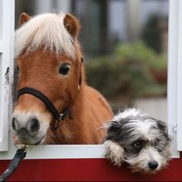 Hund&Pferd (@http_anpa_x) 's Twitter Profile