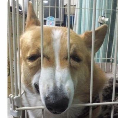 RORO (Comms closed)さんのプロフィール画像