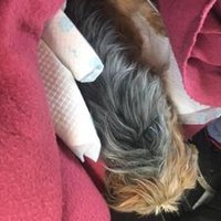 hazel pearson (@nuttyhaze) 's Twitter Profile
