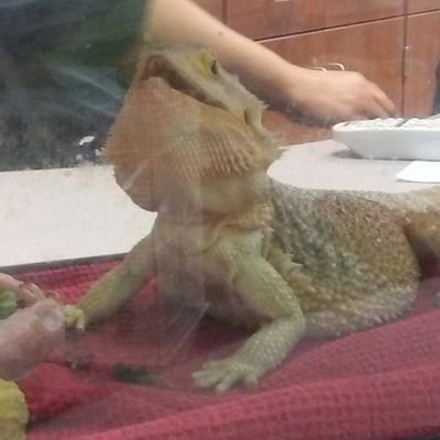 oliefish6's profile picture. Hi.