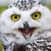 @owl_sharp