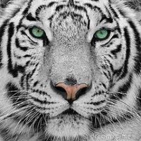 ##BETAdaniela##SDV (@daniela94984777) 's Twitter Profile
