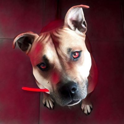 Sym Dog Loire Atlantique On Twitter Jai Ajouté Une Vidéo