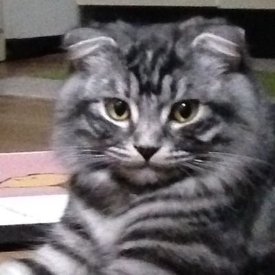 0084Ko's profile picture. 