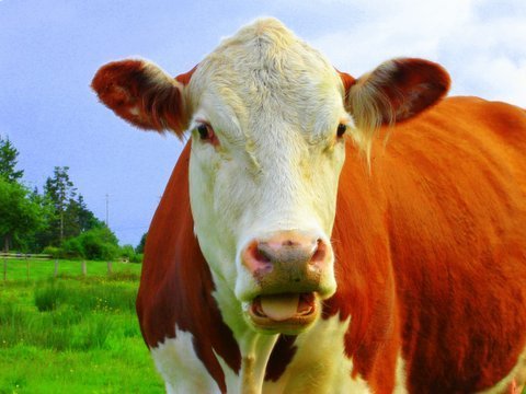 tm_willis's profile picture. Pilot | Musician | Canadian.