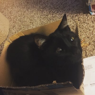 WRatedogs's profile picture. Popular weratedogs knockoff twitter. Trans girl bisexual. Aspiring functional person