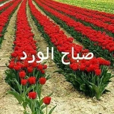 MCW4FbBYSeM8hCa's profile picture. 