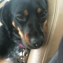 thurman thompson - @thethurminator - Twitter