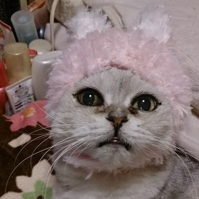 猫２匹と気ままな１人暮らし。真梨幸子と町田康の作家が好きです。イヤミス大好き。矢沢永吉  杉山清貴 　南佳孝 スターダスト・レビューのライブ良く行きます。令和になり昭和がますます恋しくなりました。昭和の時代に戻りたい。訳あり物件と心霊も好きです🎶