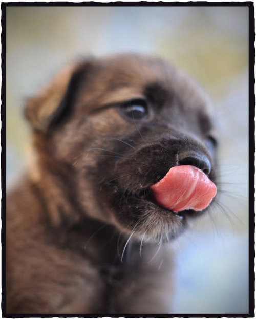 SAGDRescue's profile picture. We are a non-profit, volunteer organization who's primary mission is to rescue dogs at immediate risk for euthanasia and place them in loving, forever homes.