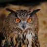castellanapura's profile picture. Roja, de convicciones fuertes, Igualitaria.